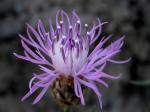 Foto de Centaurea alba