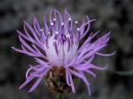 Foto de Centaurea alba